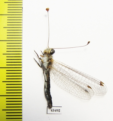 Ascalaphidae sp.  South Africa Rep. - INSECTS-STORE.RU
