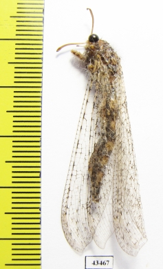 Myrmeleontidae sp.  South Africa Rep. - INSECTS-STORE.RU