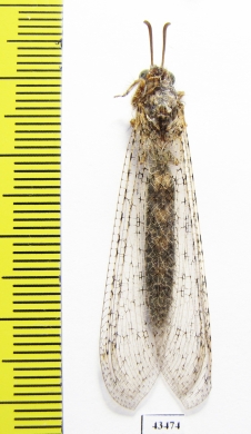 Myrmeleontidae sp.  South Africa Rep. - INSECTS-STORE.RU
