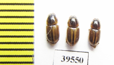 Aphodiinae sp.  South Africa Rep. - INSECTS-STORE.RU