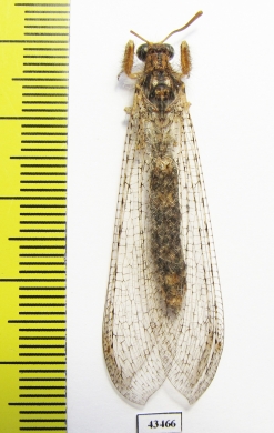 Myrmeleontidae sp.  South Africa Rep. - INSECTS-STORE.RU