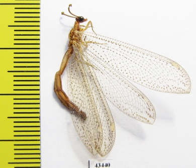 Myrmeleontidae sp.  South Africa Rep. - INSECTS-STORE.RU