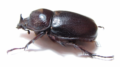 Haploscapanes barbarossa  Australia - INSECTS-STORE.RU