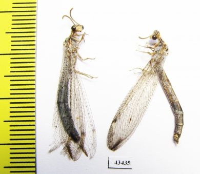 Myrmeleontidae sp.  South Africa Rep. - INSECTS-STORE.RU