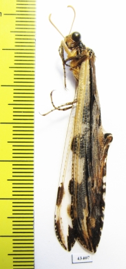 Myrmeleontidae sp.  South Africa Rep. - INSECTS-STORE.RU