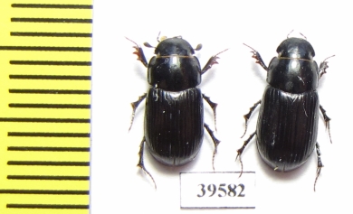 Aphodiinae sp.  China, Tibet - INSECTS-STORE.RU