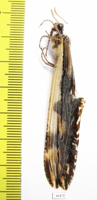 Myrmeleontidae sp.  South Africa Rep. - INSECTS-STORE.RU