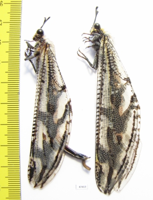 Myrmeleontidae sp., pair  South Africa Rep. - INSECTS-STORE.RU