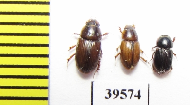 Aphodiinae sp.  China, Yunnan prov. - INSECTS-STORE.RU