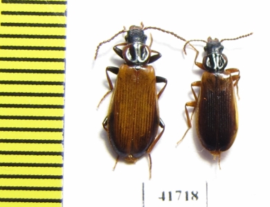 Pythidae, Pytho depressus  Russia, Tver reg. - INSECTS-STORE.RU