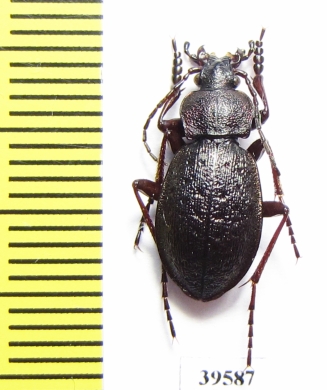 Carabus (Diocarabus) loschnikovi  Russia, Khakassia reg. - INSECTS-STORE.RU