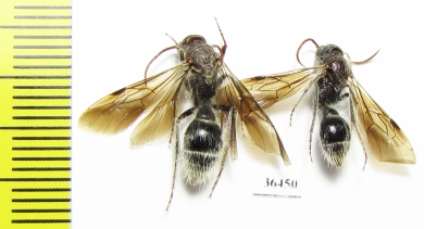 Mutillidae sp.  Tajikistan - INSECTS-STORE.RU