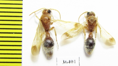 Mutillidae sp.  Tajikistan - INSECTS-STORE.RU