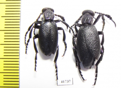 Meloe proscarabaeus  Russia, Moscow - INSECTS-STORE.RU