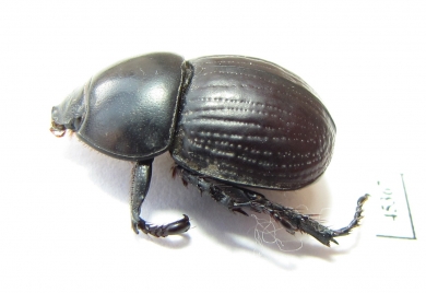 Hyboschema contractum, male  South Africa Rep. - INSECTS-STORE.RU