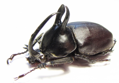 Eupatorus birmanicus  Thailand  54mm - INSECTS-STORE.RU