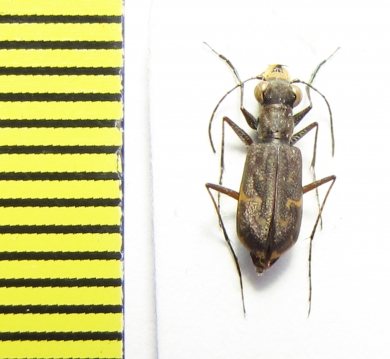 Cicindelinae sp.  Peru - INSECTS-STORE.RU