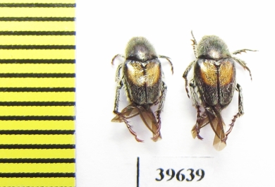 Hopliini sp.  South Africa Rep. - INSECTS-STORE.RU