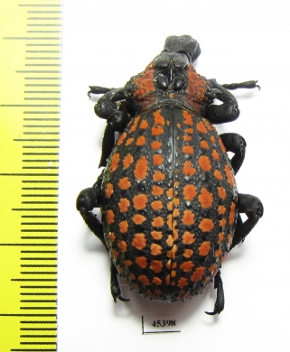 Brachycerus ornatus  Tanzania - INSECTS-STORE.RU