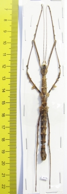 Phasmatodea sp.  Malaysia  76mm - INSECTS-STORE.RU