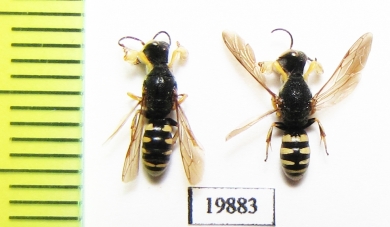 Hymenoptera sp.  Russia, Crimea reg. - INSECTS-STORE.RU