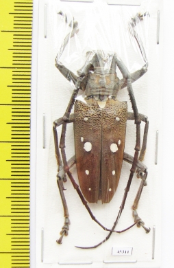 Batocera rubus albofasciata  Indonesia, Kalimantan - INSECTS-STORE.RU