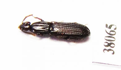 Rhysodidae sp.  China, Yunnan prov. - INSECTS-STORE.RU