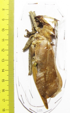Lesina sp., female  Malaysia  78mm - INSECTS-STORE.RU