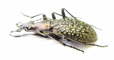 Carabus (Acoptolabrus) lopatini, male  Russia, Sakhalin isl. - INSECTS-STORE.RU