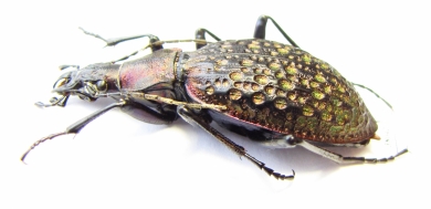 Carabus (Acoptolabrus) lopatini, female  Russia, Sakhalin isl. - INSECTS-STORE.RU