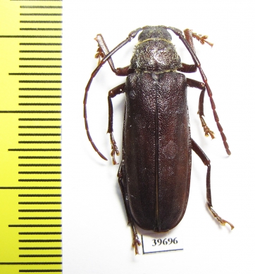 Prioninae sp.  South Africa Rep. - INSECTS-STORE.RU