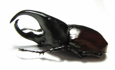 Xylotrupes gideon siamensis  Thailand - INSECTS-STORE.RU