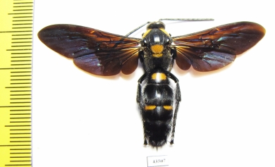 Megascolia procer  Malaysia  64mm - INSECTS-STORE.RU