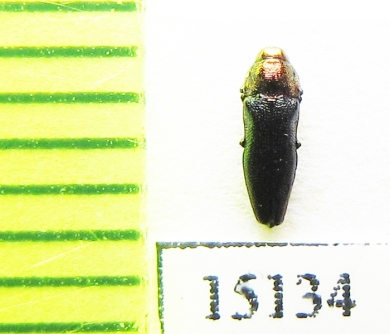 Endelus sp.  Laos - INSECTS-STORE.RU