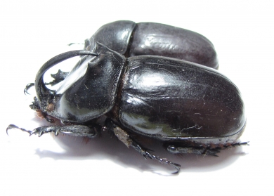 Pachyoryctes solidus, pair  Thailand  51mm - INSECTS-STORE.RU