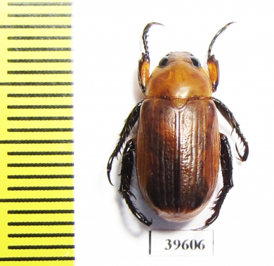 Rutelinae sp.  South Africa Rep. - INSECTS-STORE.RU