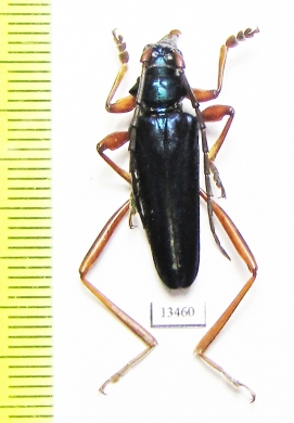 Cerambycidae sp.  Togo - INSECTS-STORE.RU