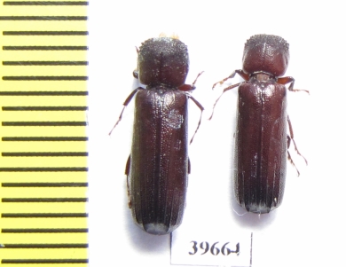 Bostrichidae sp.  South Africa Rep. - INSECTS-STORE.RU