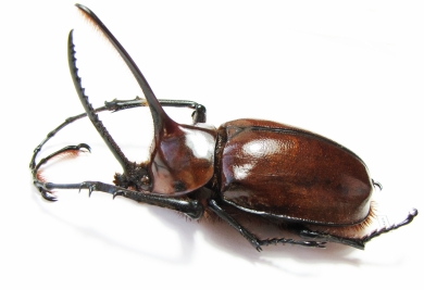 Golofa porteri? Colombia  66mm - INSECTS-STORE.RU