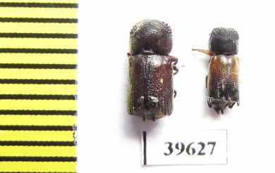 Bostrichidae sp.  South Africa Rep. - INSECTS-STORE.RU