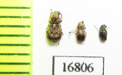 Anthribidae sp.  Indonesia, Tanimbar isls. - INSECTS-STORE.RU