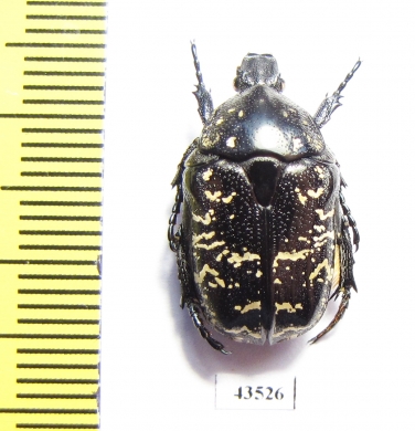 Protaetia brevitarsis crassa  Kazakhstan - INSECTS-STORE.RU