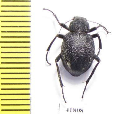 Lasiostola zarjanovi  Kazakhstan - INSECTS-STORE.RU