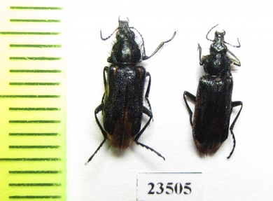 Melyridae sp.  Peru - INSECTS-STORE.RU