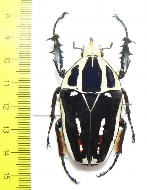 Mecynorhina torquata ugandensis  55mm - INSECTS-STORE.RU