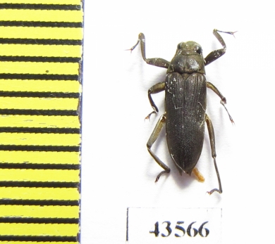 Elmidae sp.  South Africa Rep. - INSECTS-STORE.RU
