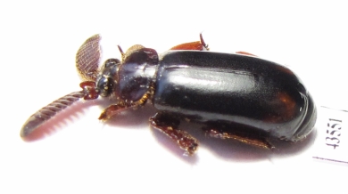 Paussinae sp.  South Africa Rep. - INSECTS-STORE.RU