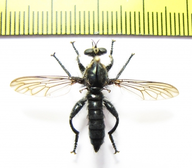 Asilidae sp.  Philippines - INSECTS-STORE.RU