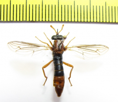 Diptera sp.  South Africa Rep. - INSECTS-STORE.RU
