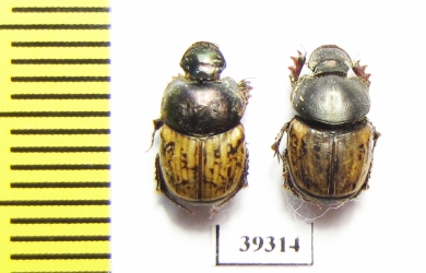 Onthophagus haroldi, pair  Uzbekistan - INSECTS-STORE.RU